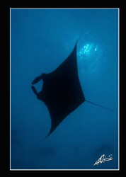 just another manta above... by Adriano Trapani 
